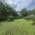 ที่ดินสวนปาล์ม ต้นปาล์ม 65 ต้น อายุ 1 ปี 6 เดือน พิกัด ต.ร่อนพิบูลย์ อ.ร่อนพิบูลย์ จ.นครศรีธรรมราช